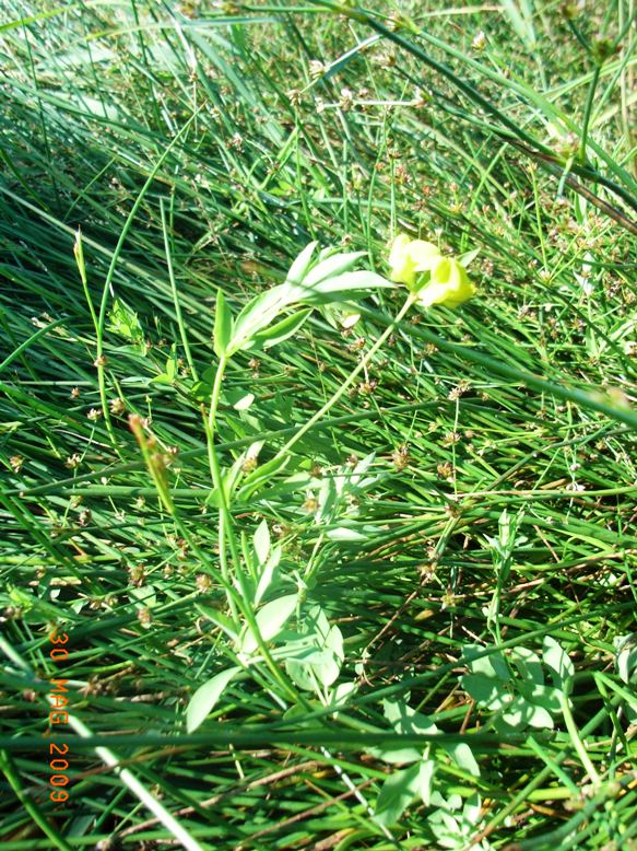 Lotus corniculatus